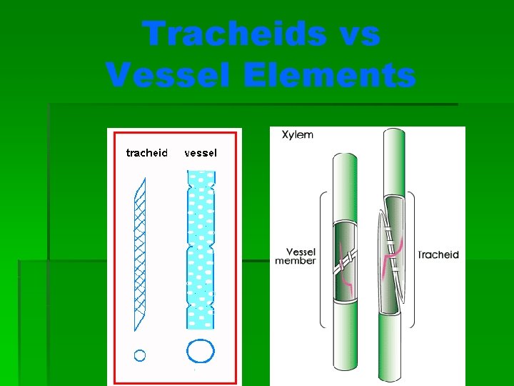 Tracheids vs Vessel Elements 