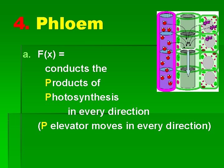 4. Phloem a. F(x) = conducts the Products of Photosynthesis in every direction (P