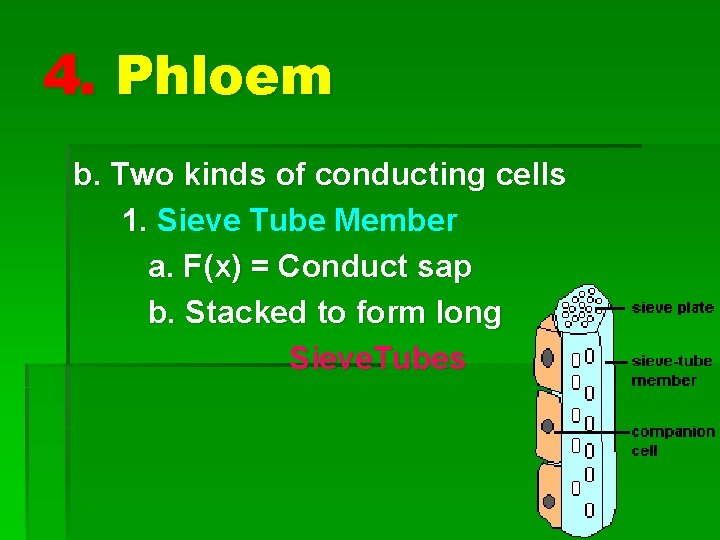 4. Phloem b. Two kinds of conducting cells 1. Sieve Tube Member a. F(x)