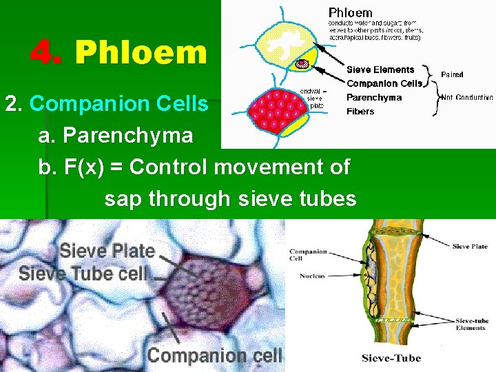 4. Phloem 2. Companion Cells a. Parenchyma b. F(x) = Control movement of sap