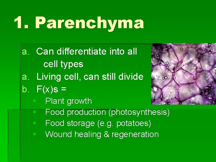 1. Parenchyma a. Can differentiate into all cell types a. Living cell, can still