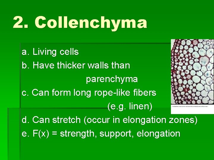 2. Collenchyma a. Living cells b. Have thicker walls than parenchyma c. Can form