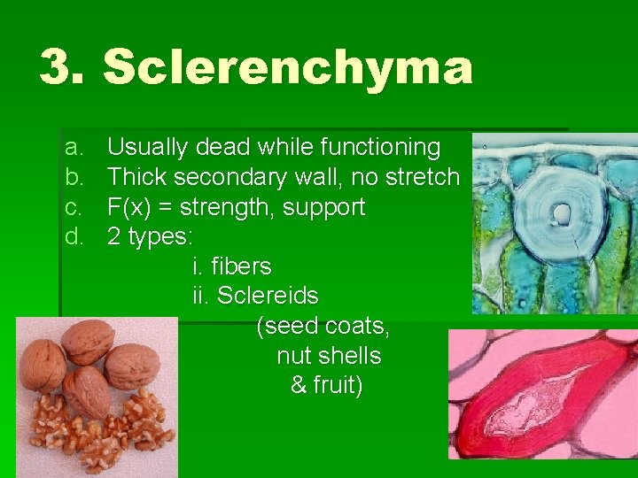 3. Sclerenchyma a. b. c. d. Usually dead while functioning Thick secondary wall, no