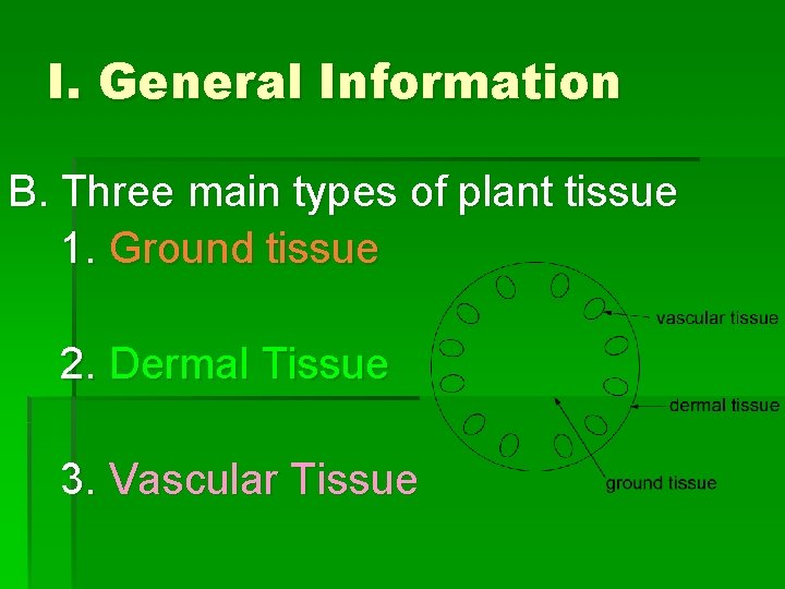 I. General Information B. Three main types of plant tissue 1. Ground tissue 2.