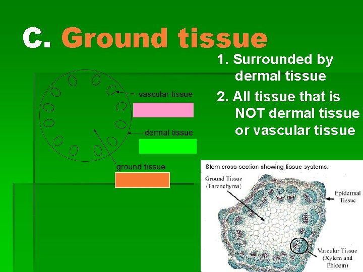 C. Ground tissue 1. Surrounded by dermal tissue 2. All tissue that is NOT