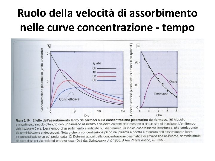 Ruolo della velocità di assorbimento nelle curve concentrazione - tempo 