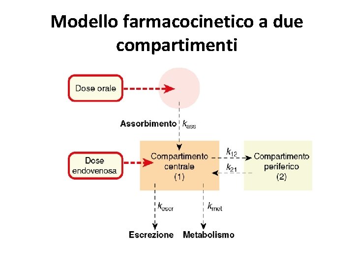 Modello farmacocinetico a due compartimenti 