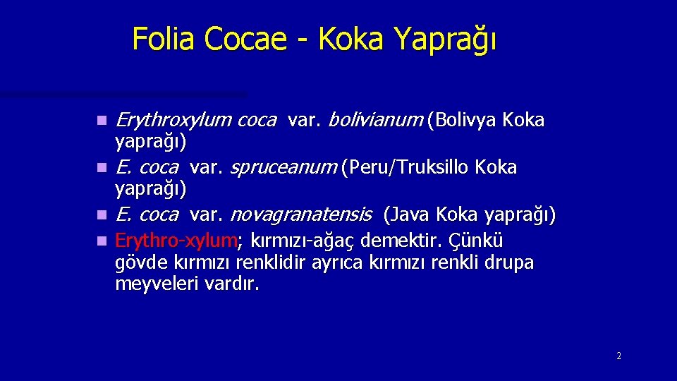 Folia Cocae - Koka Yaprağı n Erythroxylum coca var. bolivianum (Bolivya Koka n E.