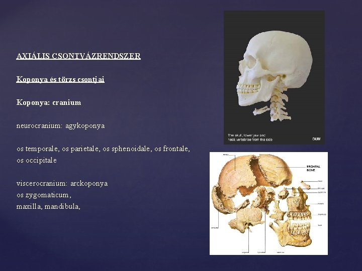 AXIÁLIS CSONTVÁZRENDSZER Koponya és törzs csontjai Koponya: cranium neurocranium: agykoponya os temporale, os parietale,