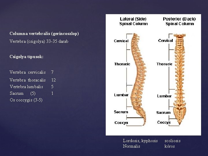 Columna vertebralis (gerincoszlop) Vertebra (csigolya) 33 -35 darab Csigolya típusok: Vertebra cervicalis 7 Vertebra
