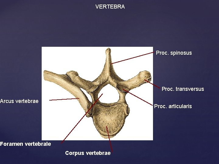 VERTEBRA Proc. spinosus Proc. transversus Arcus vertebrae Proc. articularis Foramen vertebrale Corpus vertebrae 