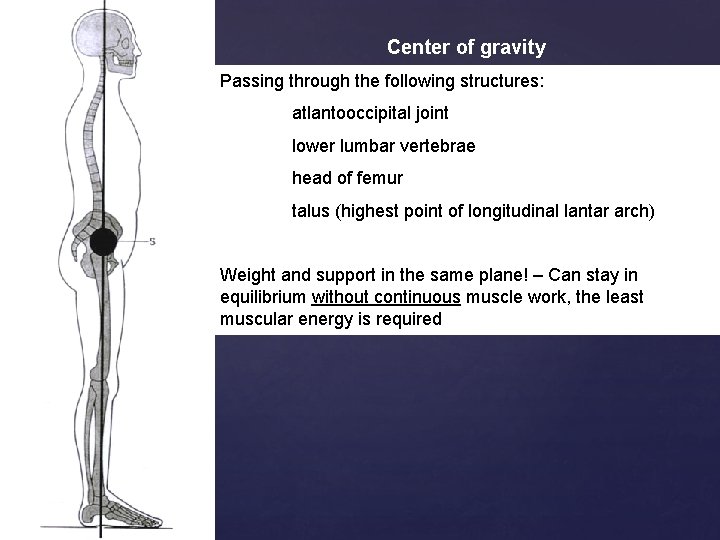 Center of gravity Passing through the following structures: atlantooccipital joint lower lumbar vertebrae head
