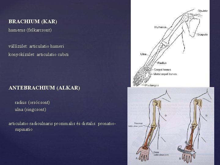 BRACHIUM (KAR) humerus (felkarcsont) vállízület: articulatio humeri könyökízület: articulatio cubiti ANTEBRACHIUM (ALKAR) radius (orsócsont)