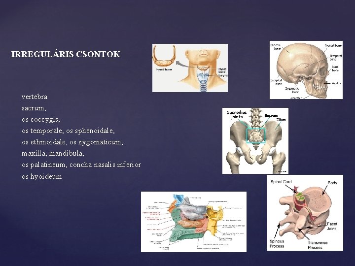 IRREGULÁRIS CSONTOK vertebra sacrum, os coccygis, os temporale, os sphenoidale, os ethmoidale, os zygomaticum,