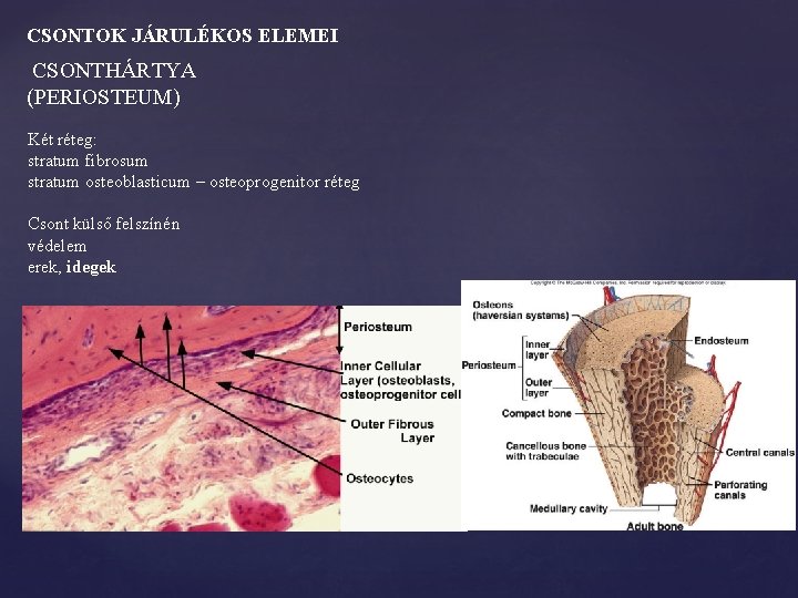CSONTOK JÁRULÉKOS ELEMEI CSONTHÁRTYA (PERIOSTEUM) Két réteg: stratum fibrosum stratum osteoblasticum – osteoprogenitor réteg