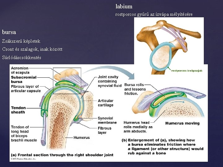 labium rostporcos gyűrű az ízvápa mélyítésére bursa Zsákszerű képletek Csont és szalagok, inak között