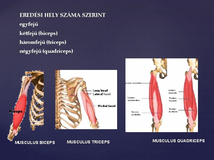 EREDÉSI HELY SZÁMA SZERINT egyfejű kétfejű (biceps) háromfejű (triceps) négyfejű (quadriceps) MUSCULUS BICEPS MUSCULUS