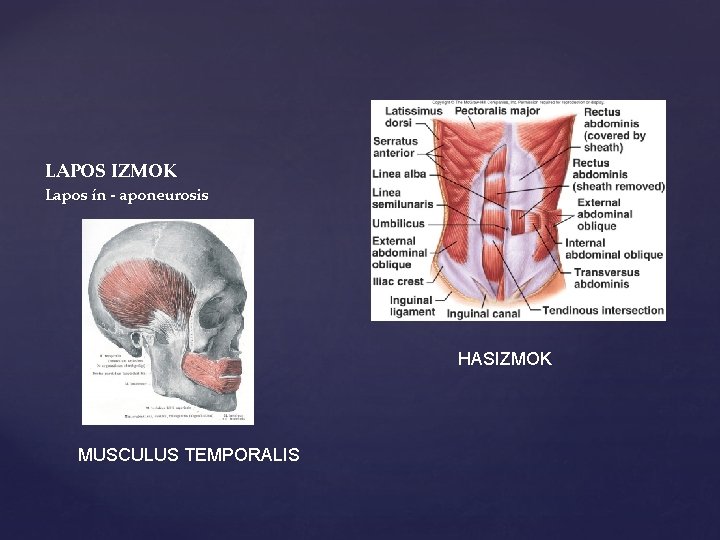 LAPOS IZMOK Lapos ín - aponeurosis HASIZMOK MUSCULUS TEMPORALIS 
