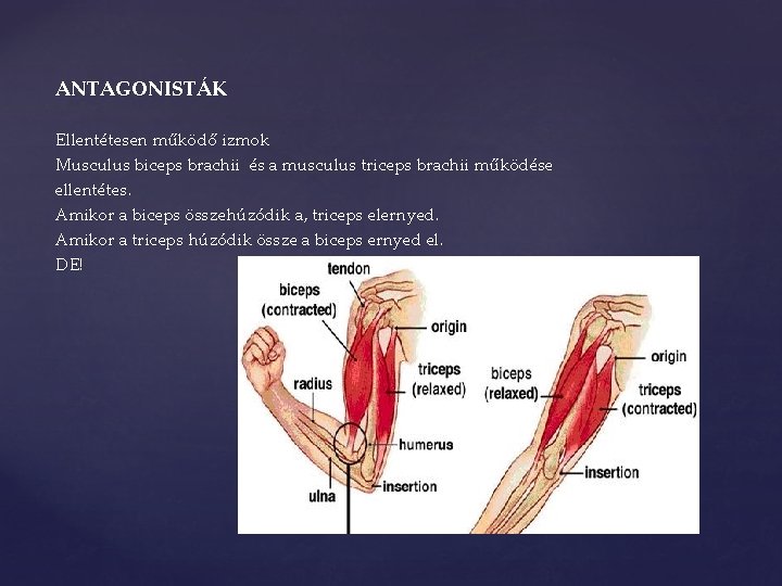 ANTAGONISTÁK Ellentétesen működő izmok Musculus biceps brachii és a musculus triceps brachii működése ellentétes.
