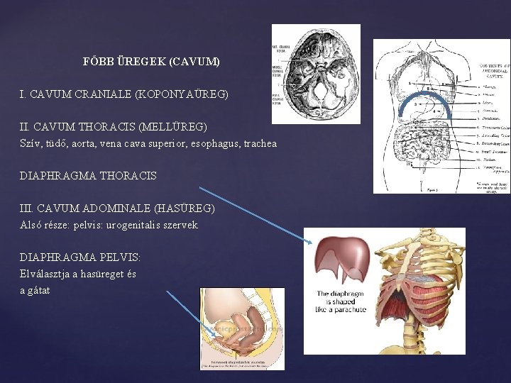 FŐBB ÜREGEK (CAVUM) I. CAVUM CRANIALE (KOPONYAÜREG) II. CAVUM THORACIS (MELLÜREG) Szív, tüdő, aorta,