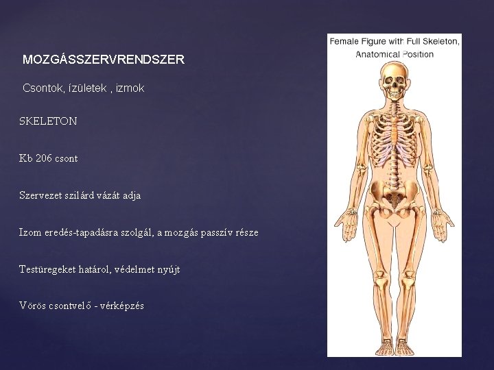 MOZGÁSSZERVRENDSZER Csontok, ízületek , izmok SKELETON Kb 206 csont Szervezet szilárd vázát adja Izom