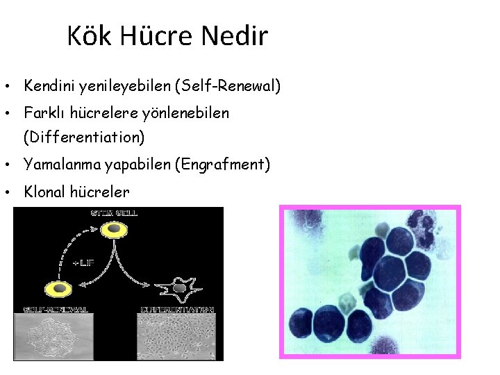 Kök Hücre Nedir • Kendini yenileyebilen (Self-Renewal) • Farklı hücrelere yönlenebilen (Differentiation) • Yamalanma