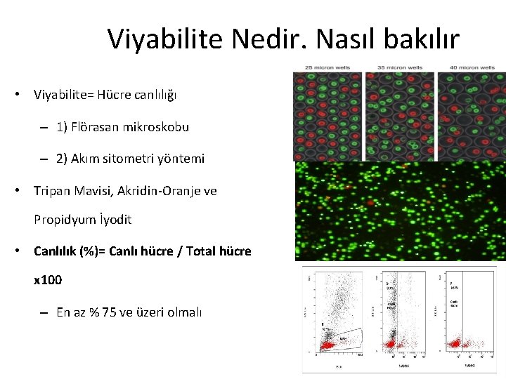 Viyabilite Nedir. Nasıl bakılır • Viyabilite= Hücre canlılığı – 1) Flörasan mikroskobu – 2)
