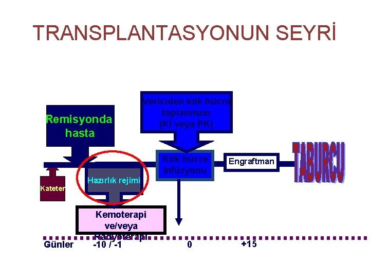 TRANSPLANTASYONUN SEYRİ Remisyonda hasta Vericiden kök hücre toplanması (Kİ veya PK) Kök hücre infüzyonu