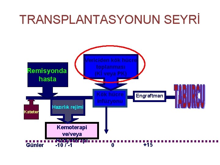 TRANSPLANTASYONUN SEYRİ Remisyonda hasta Vericiden kök hücre toplanması (Kİ veya PK) Kök hücre infüzyonu