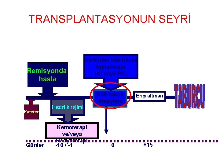 TRANSPLANTASYONUN SEYRİ Remisyonda hasta Vericiden kök hücre toplanması (Kİ veya PK) Kök hücre infüzyonu