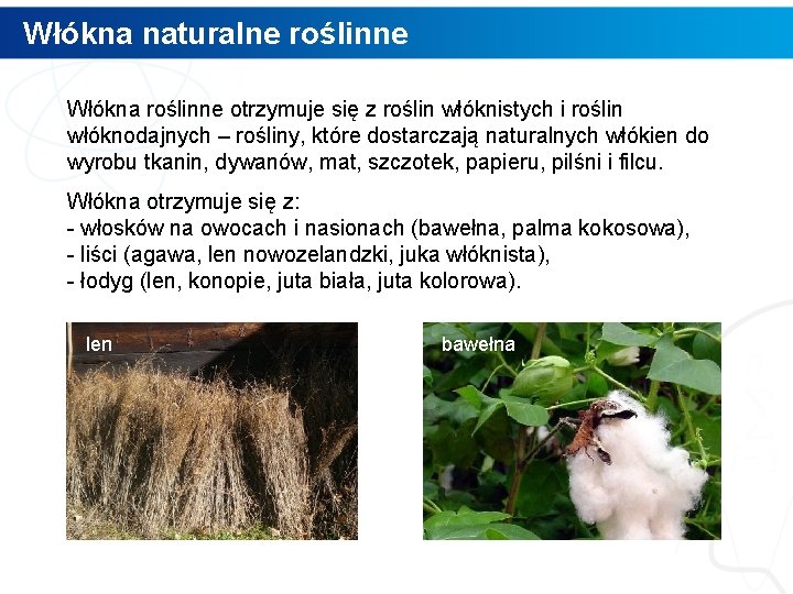 Włókna naturalne roślinne Włókna roślinne otrzymuje się z roślin włóknistych i roślin włóknodajnych – Włókna naturalne roślinne Włókna roślinne otrzymuje się z roślin włóknistych i roślin włóknodajnych –