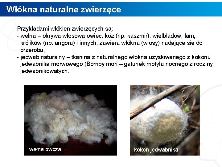 Włókna naturalne zwierzęce Przykładami włókien zwierzęcych są: - wełna – okrywa włosowa owiec, kóz