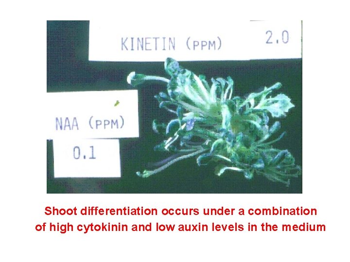 Shoot differentiation occurs under a combination of high cytokinin and low auxin levels in