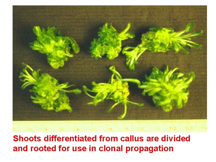 Shoots differentiated from callus are divided and rooted for use in clonal propagation 