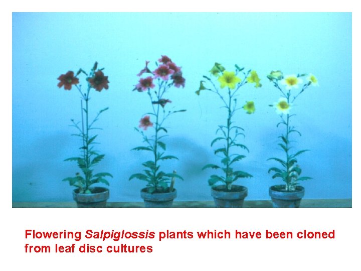 Flowering Salpiglossis plants which have been cloned from leaf disc cultures 