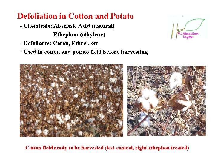 Defoliation in Cotton and Potato - Chemicals: Abscissic Acid (natural) Ethephon (ethylene) - Defoliants:
