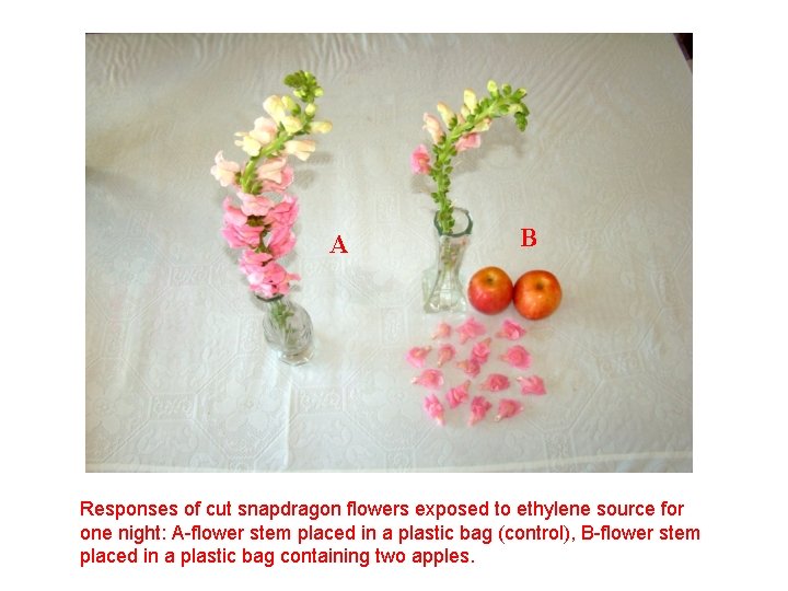 A B Responses of cut snapdragon flowers exposed to ethylene source for one night: