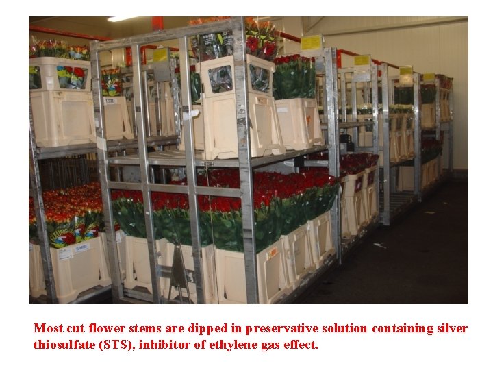 Most cut flower stems are dipped in preservative solution containing silver thiosulfate (STS), inhibitor
