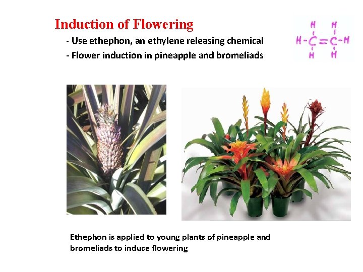 Induction of Flowering - Use ethephon, an ethylene releasing chemical - Flower induction in