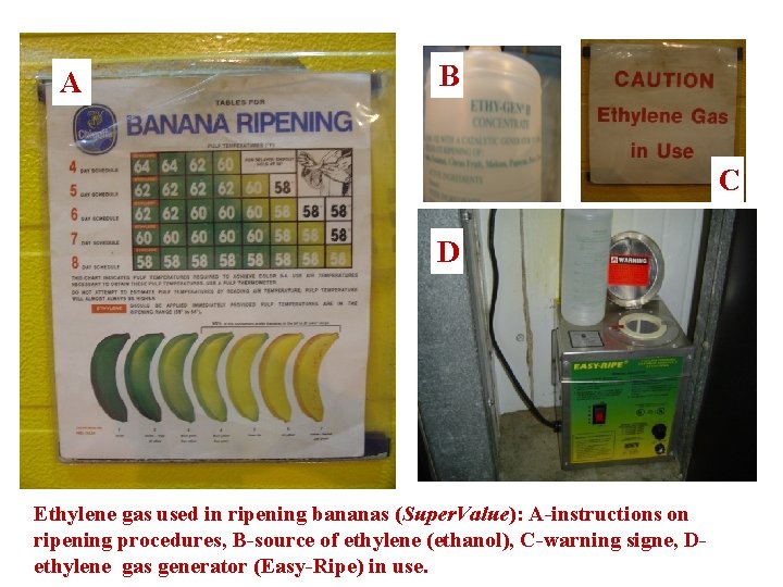 A B C D Ethylene gas used in ripening bananas (Super. Value): A-instructions on