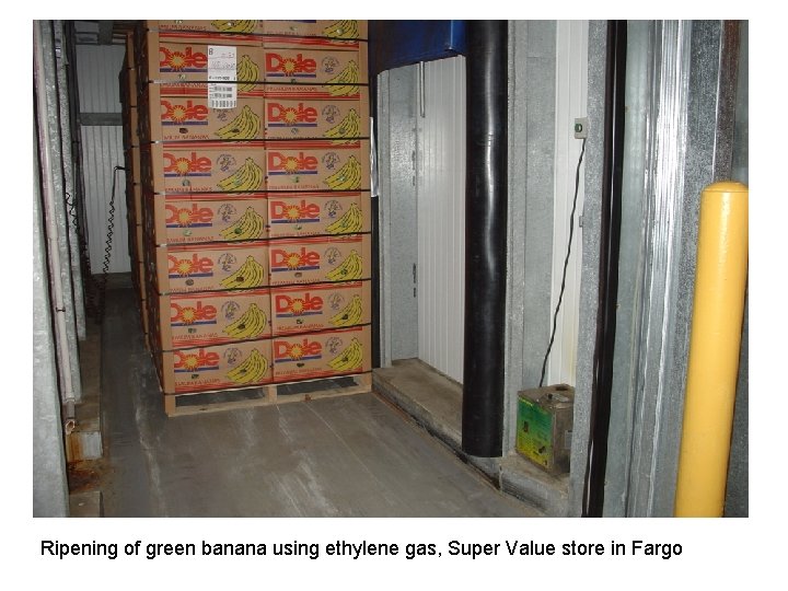 Ripening of green banana using ethylene gas, Super Value store in Fargo 