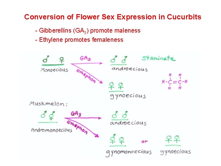 Conversion of Flower Sex Expression in Cucurbits - Gibberellins (GA 3) promote maleness -