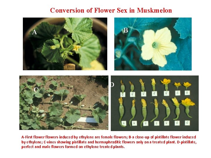 Conversion of Flower Sex in Muskmelon B A C D D A-First flowers induced