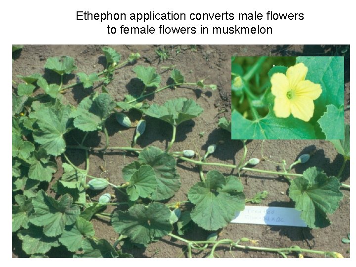 Ethephon application converts male flowers to female flowers in muskmelon 