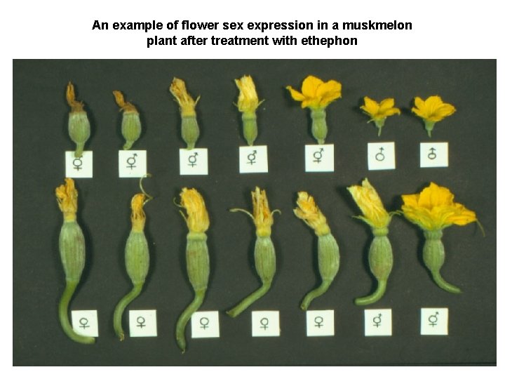 An example of flower sex expression in a muskmelon plant after treatment with ethephon