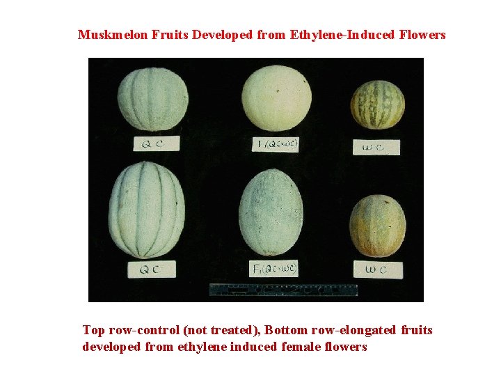 Muskmelon Fruits Developed from Ethylene-Induced Flowers Top row-control (not treated), Bottom row-elongated fruits developed