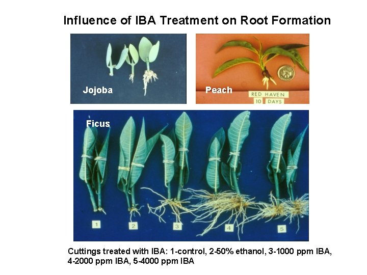 Influence of IBA Treatment on Root Formation Jojoba Peach Ficus Cuttings treated with IBA: