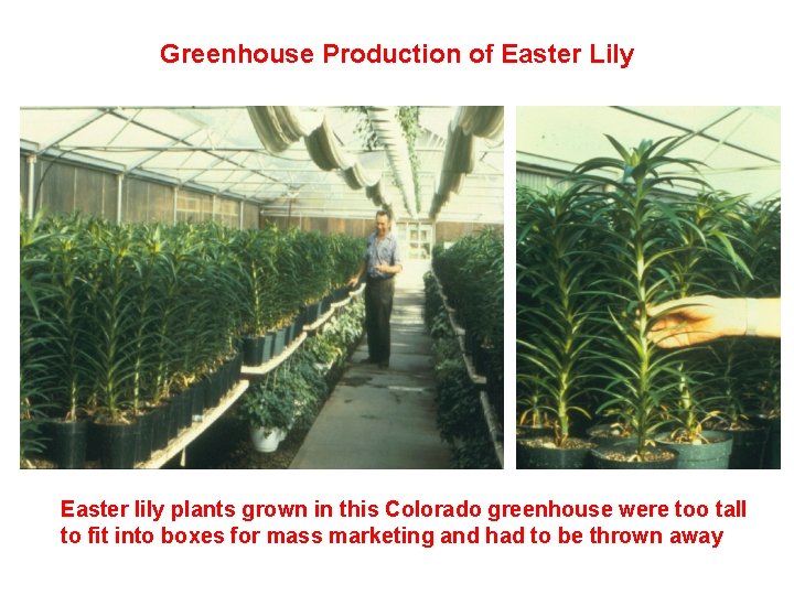 Greenhouse Production of Easter Lily Easter lily plants grown in this Colorado greenhouse were