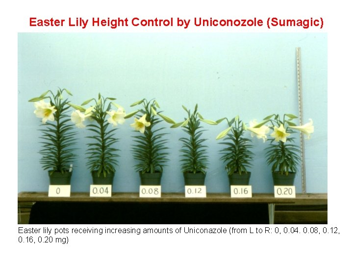 Easter Lily Height Control by Uniconozole (Sumagic) Easter lily pots receiving increasing amounts of