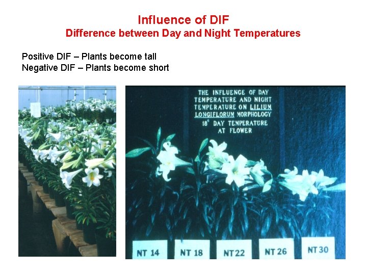 Influence of DIF Difference between Day and Night Temperatures Positive DIF – Plants become